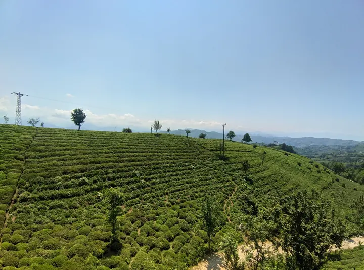 Terrain field frame