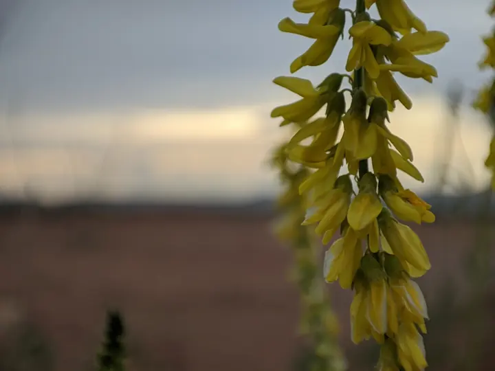 Nature field photograph