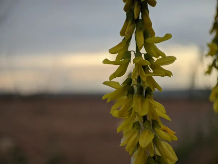 Nature field photograph