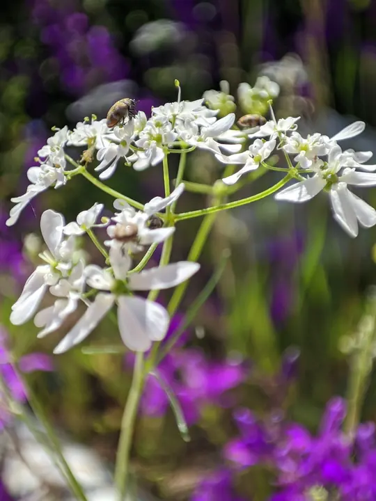 Nature field photograph