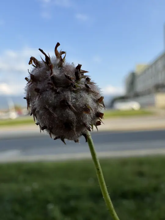 Nature field photograph