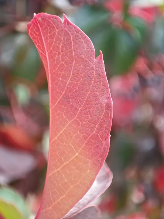 Nature field photograph