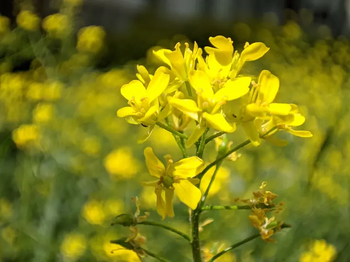 Nature field photograph