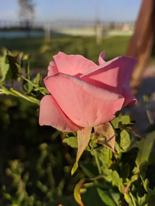 Nature field photograph