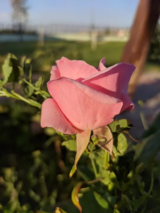 Nature field photograph