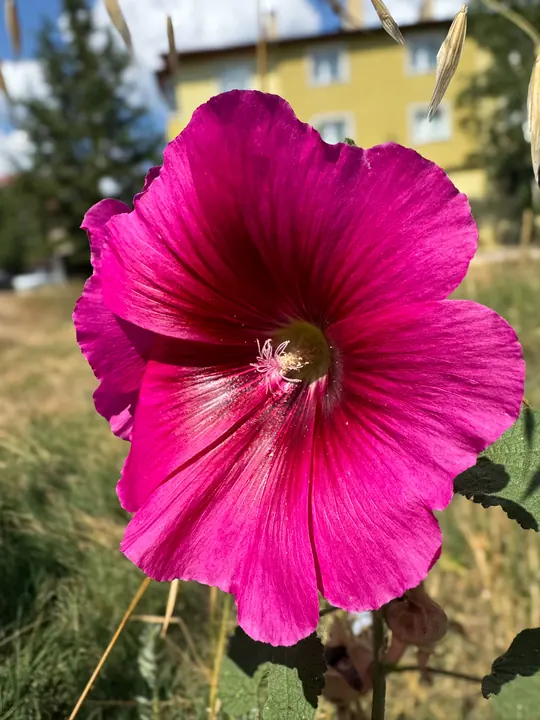 Nature field photograph