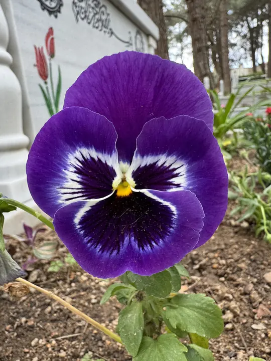 Nature field photograph