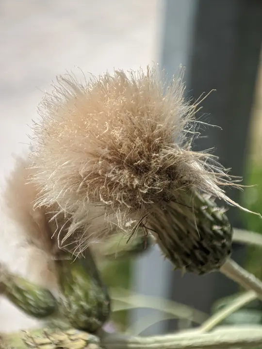 Nature field photograph