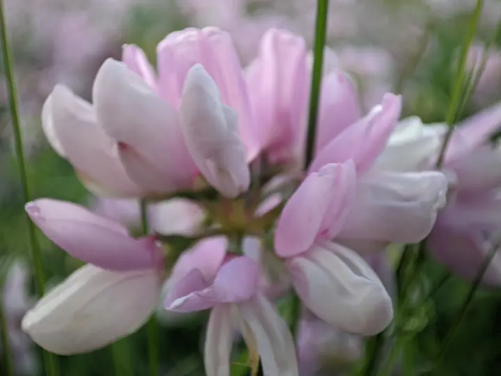 Nature field photograph