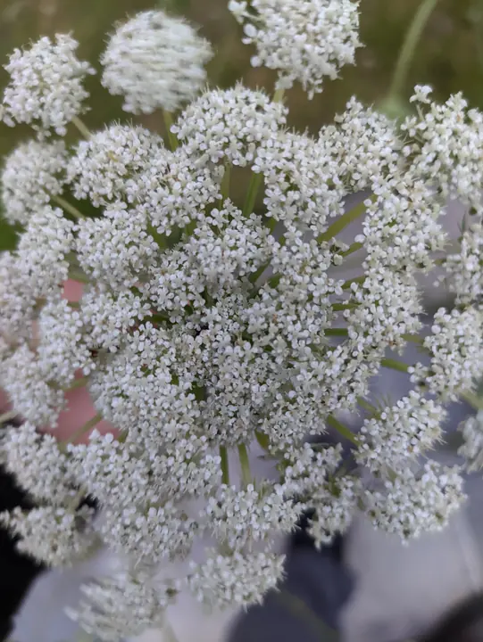 Nature field photograph