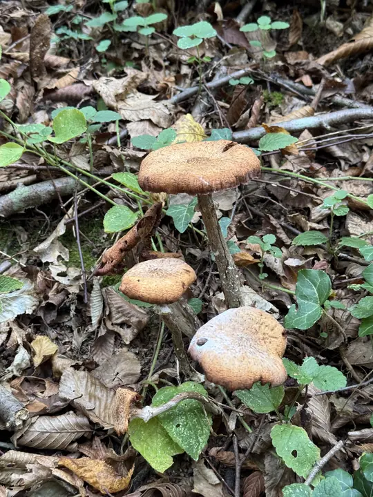 Nature field photograph